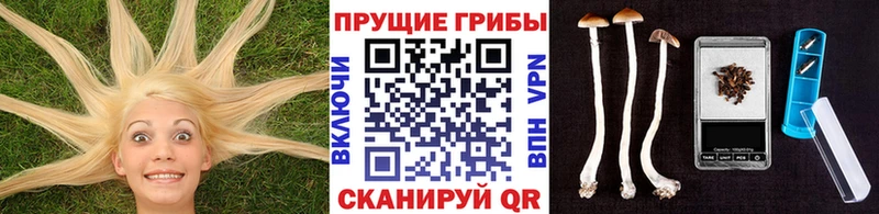 Галлюциногенные грибы мицелий  Купить  Наволоки 